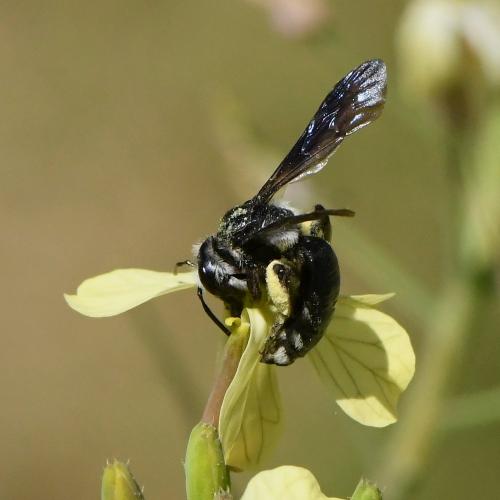 Andrena (afrensis-agilissima-asperrima)
